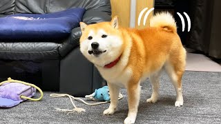 おやつに夢中でも家族を見ると尻尾の揺れが止まらない柴犬