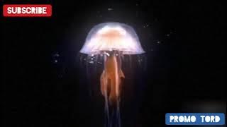 MBC 2 ldents 2013 (MissionsUpفيديو برعاية) #اريد_نوادر 