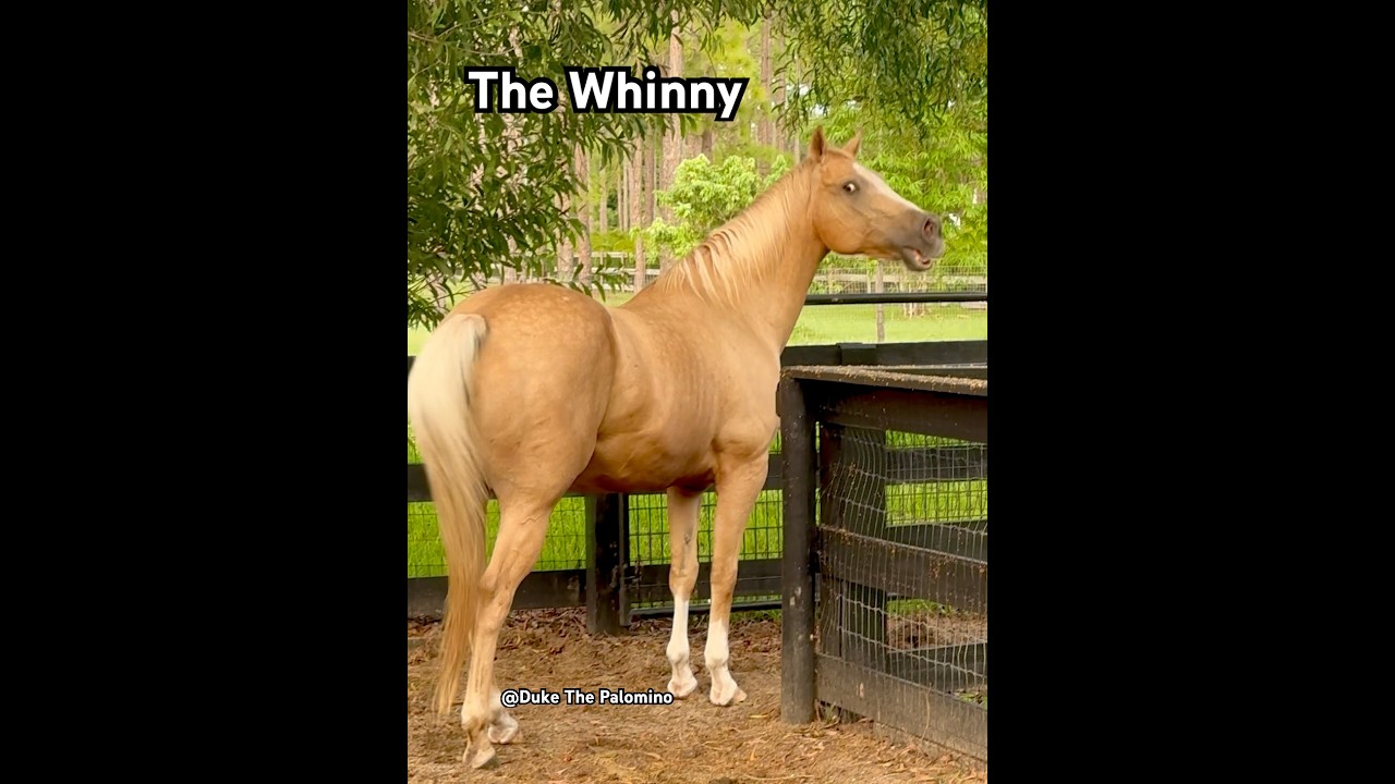 HORSE SOUNDS ~ Winny’ing or Neigh’ing My 