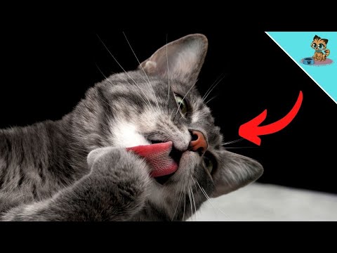 Video: Warum bekommt meine Katze Haarballen?