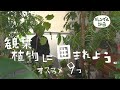 部屋をジャングルにしたい！おすすめの観葉植物たち