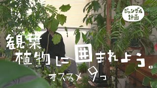 部屋をジャングルにしたい おすすめの観葉植物たち Youtube 部屋をジャングルにしたい おすすめの観葉植物たち Youtube