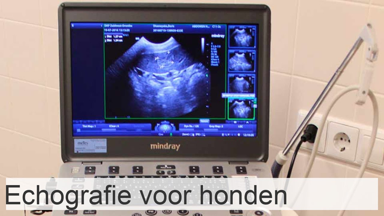 Echografie Voor Honden YouTube echografie-voor-honden-youtube
