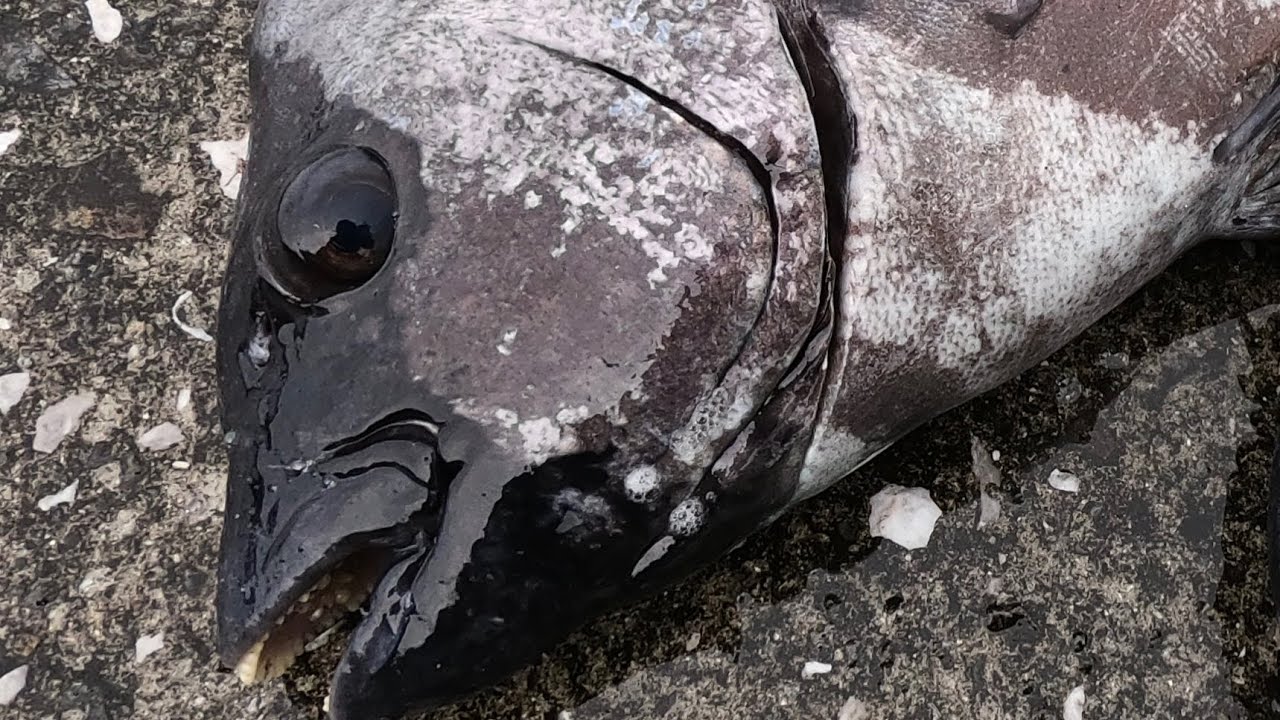 漁港で50オーバーのイシダイを釣り上げるも……【かぶせ釣り】