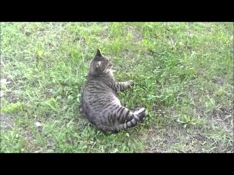 Video: Kuinka Poistaa Kissa Puusta