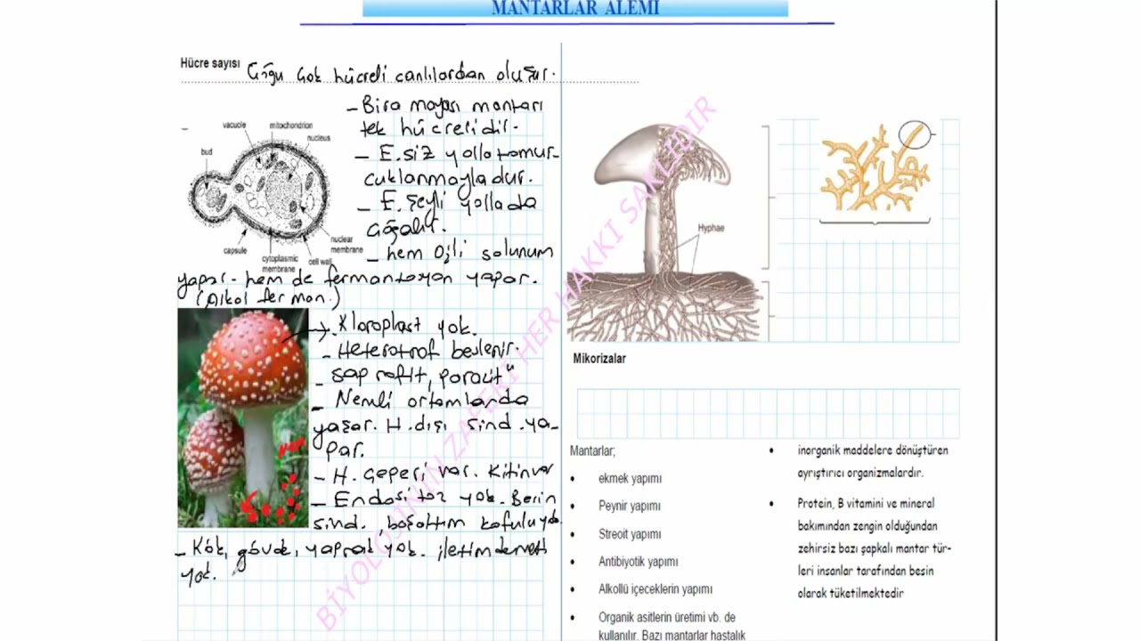 Protista , Bitkiler ve Mantarlar alemi En eksiksiz protista hücre Protista , Bitkiler ve Mantarlar alemi En eksiksiz protista hücre