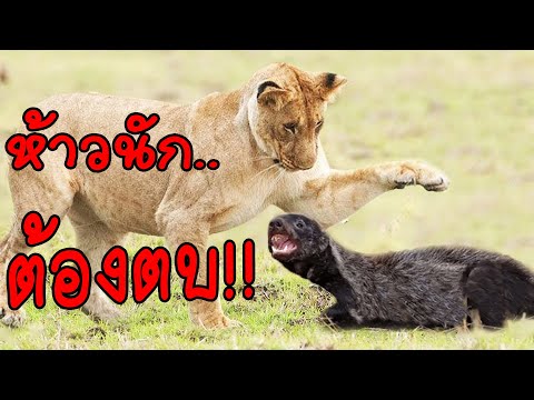 จุดจบสายห้าว!!..สัตว์..5..ชนิด..ที่สามารถเอาชนะฮันนี่แบดเจอร์ได้#ตามไปมอง