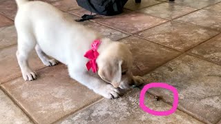 LABRADOR PUPPY FINDS A CRICKET FOR THE FIRST TIME!