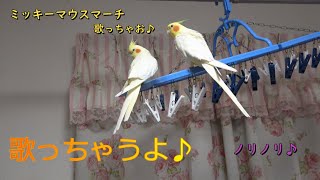 ミッキーマウスマーチを連続で歌うオカメインコのそうくん【ディズニー】Cockatiel So-kun singing Mickey Mouse March in a row [Disney]