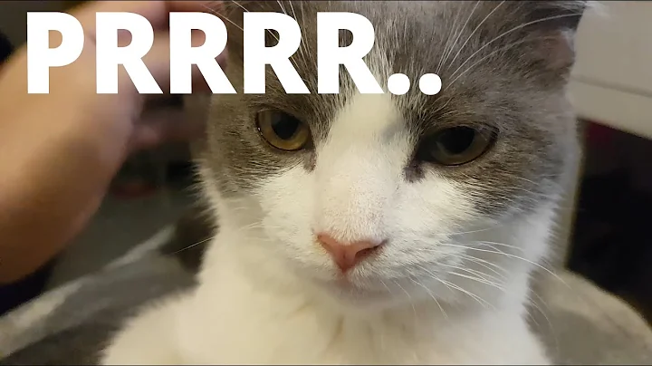 Video 734131: purring british shorthair, british shorthair kittens, cat purr, britishshorthair