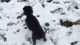Patterdale Terrier In Her First Snow - Img 1653
