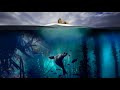 Miniature de la vidéo de la chanson A Forest Awakens