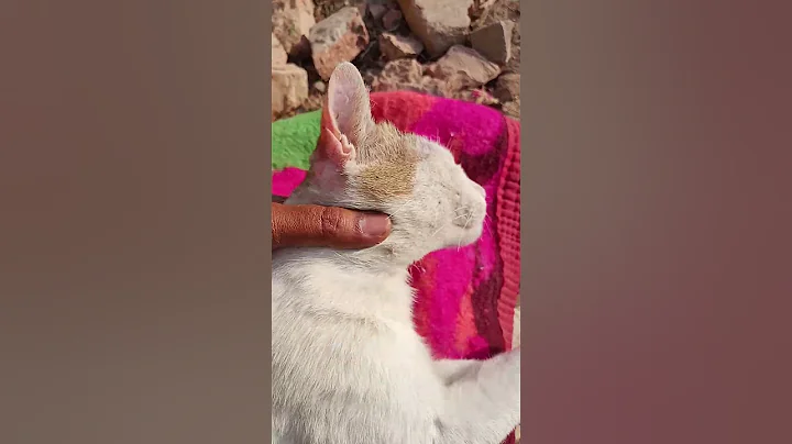 Watch the video about Sleeping 😌😴cat videos funny cat #cat #catlover #catvideos #cats #catshorts#catlife #catsofinstagram