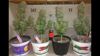 TempleGrower's 6 plant Cannabis MicroGrow - Update 11, Day 77