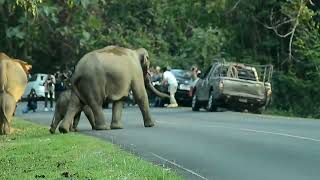 Wild elephant Khao Yai Thailand