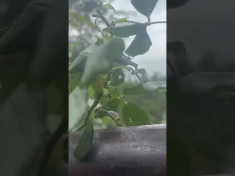 🐌🌿 This tiny snail is teaching patience… and French!