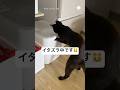 イタズラ中に撮られてることに気づいてない猫　　　　#猫　#ねこ　#黒猫　#猫のいる暮らし #面白い猫