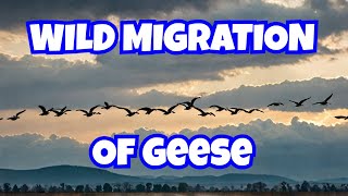 Migration of Wild Geese A Journey Across the Skies
