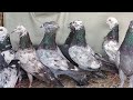 Allahbadi khaure fulsare kaldumejeerekalmove 600 per peicesayyed pigeon loft7021412370