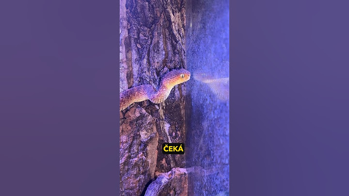 PODMÍNKY PRO CHOV JEDOVATÝCH HADŮ? #fyp#had#hadi#chov#chovatel#teraristika#cz#czech#sokolik