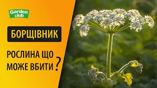 ЯК ЗНИЩИТИ БОРЩІВНИК? ФЕДЕРАЛ ДІЄ НА 100%! ЯК ПОВНІСТЮ ПОЗБУТИСЯ ЗА 14 ДНІВ. РЕАЛЬНИЙ ДОСВІД.