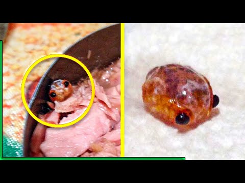 Mom Opens Can To Find Freakish Creature Staring At Her. What Is It? \ short stories |success stories