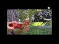 The Basics of Raising Free Range Chickens -- MOTHER EARTH NEWS The Basics of Raising Free Range Chickens -- MOTHER EARTH NEWS