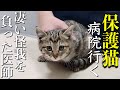 子猫保護2日目に動物病院に行ったら腕に凄い怪我を負った医師が優しかった！Veterinary clinic doctor injured【保護猫】【子猫】【子猫鳴き声】