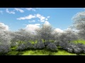 5Min Cherry Blossom Forest Free HD Video Background.