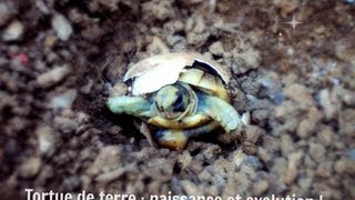 Bébé tortues de terre ! naissance *_*