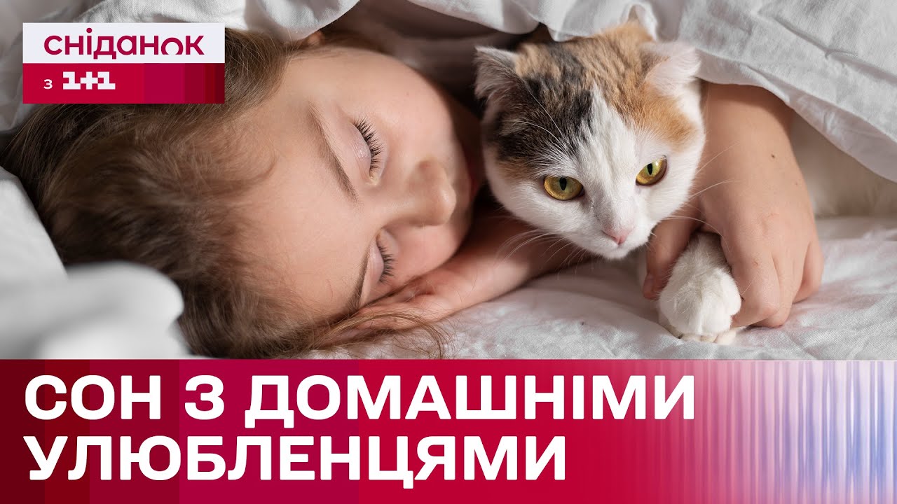 Спати з котами краще ніж з собаками? Нове дослідження американських ...