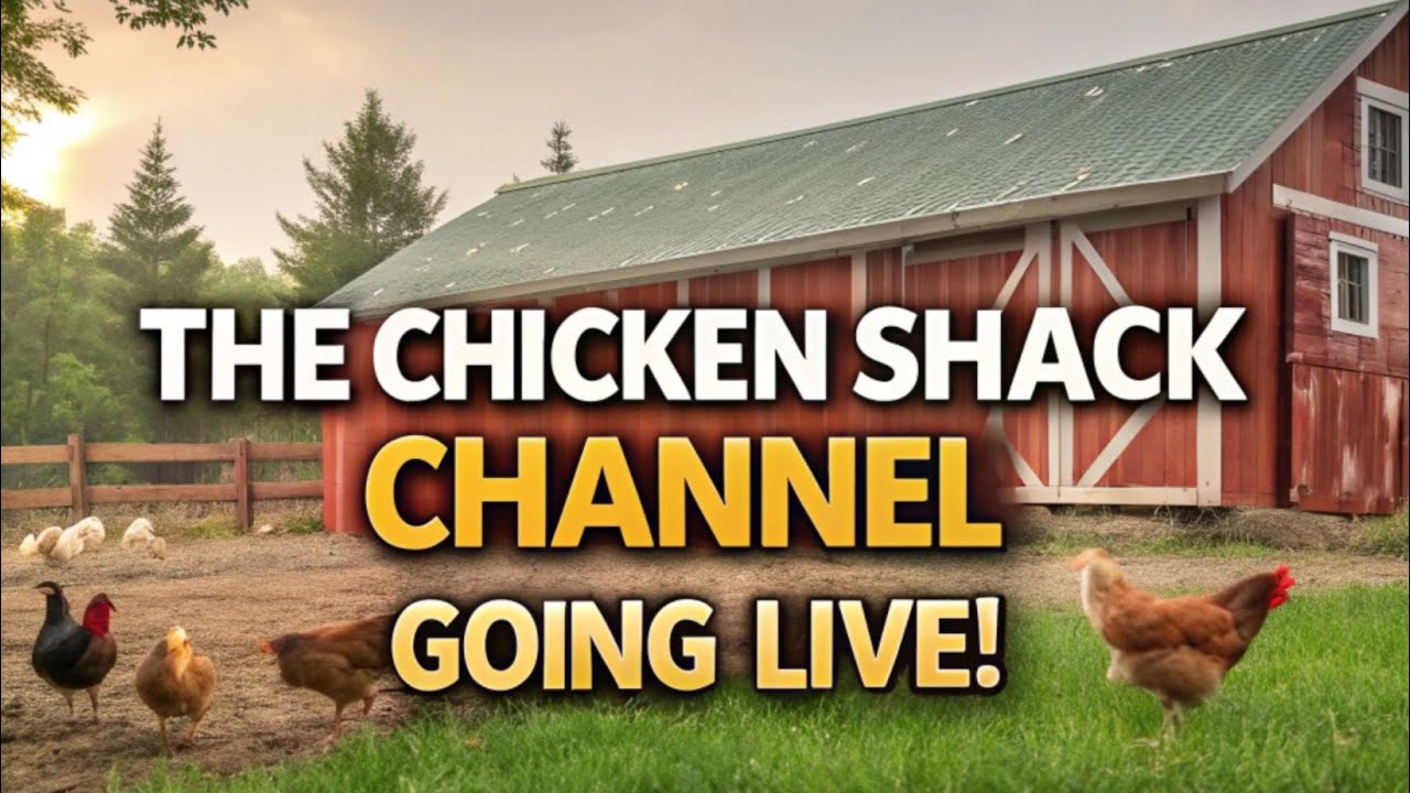 The Chicken Shack With NEW Chick's, ducks, turkys and great weather! - Feathered Fun & Fowl Facts! 🐣