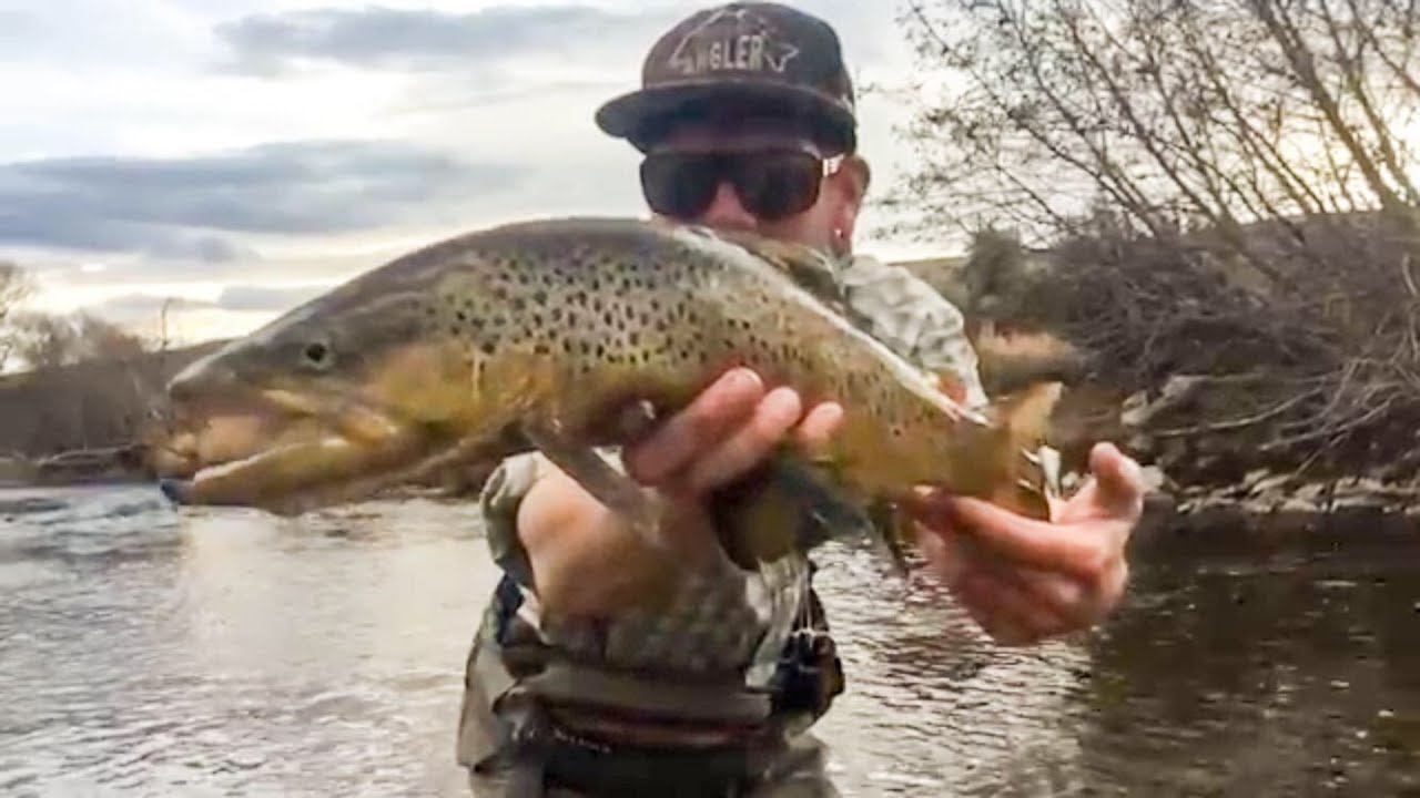 Muddy Creek Brown Trout 