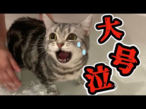 【大絶叫】猫をお風呂に入れたらブチギレられました。
