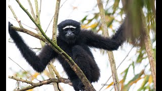 The Hoolock Gibbons of Barekuri, Tinsukhia, Assam ǀ Wildlife ǀ Only Ape Species in India