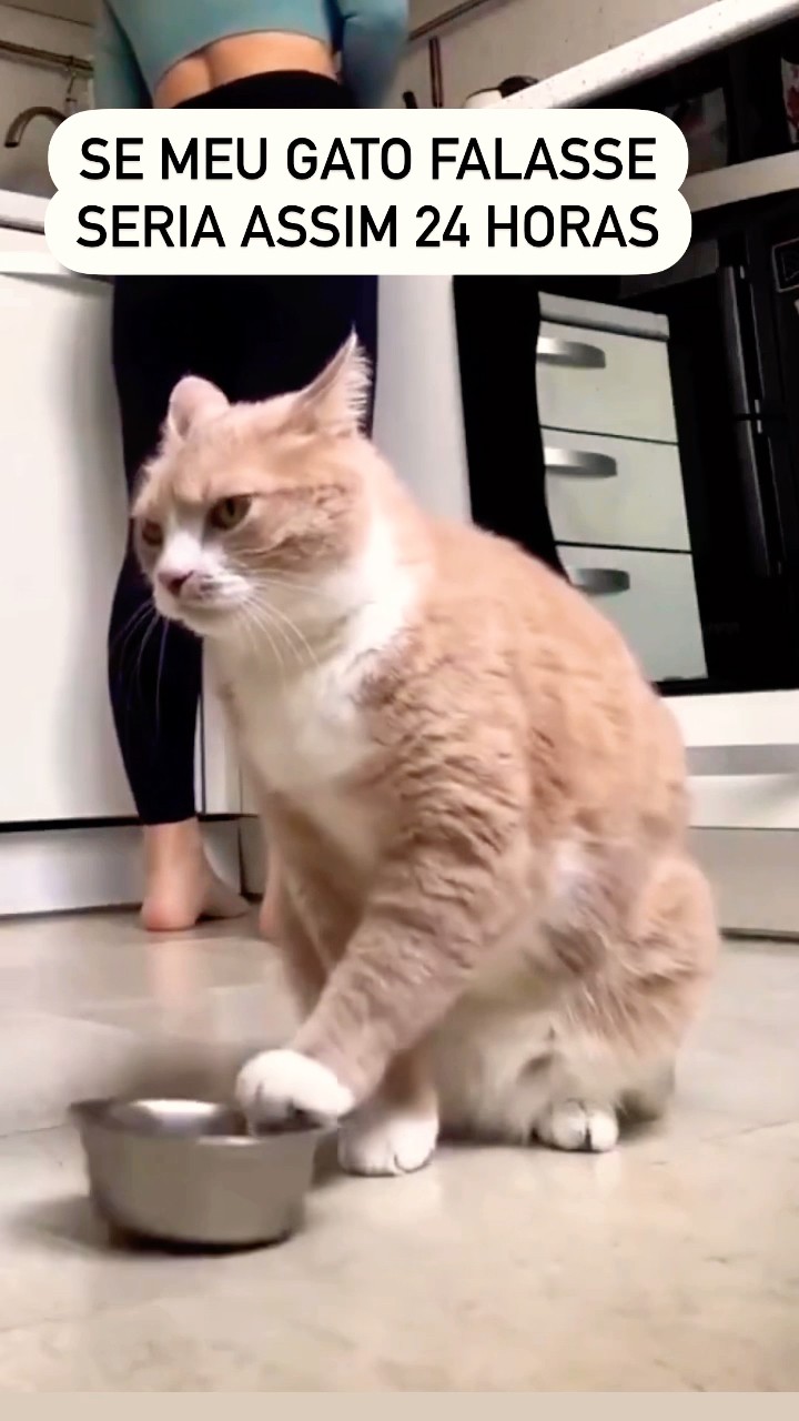 SE MEU GATO FALASSE SERIA ASSIM #shorts