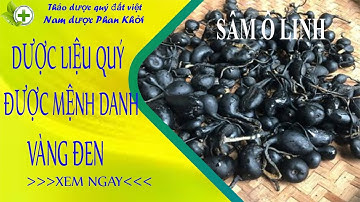 Sâm ô linh, loại dược liệu vô cùng quý được mệnh danh là vàng đen