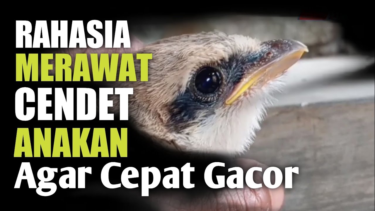 Perawatan Burung CENDET Anakan Agar cepat gacor dan rajin berkicau