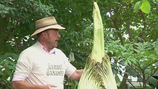 Corpse Flower To Bloom Soon At Como Zoo Conservatory In St. Paul