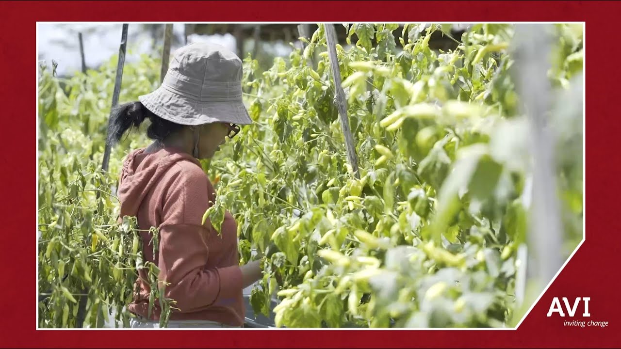 Reforestation in Indonesia with Javlec