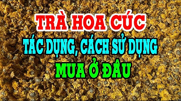 Trà hoa cúc có tác dụng gì - Cách sử dụng trà hoa cúc - Trà hoa cúc mua ở đâu