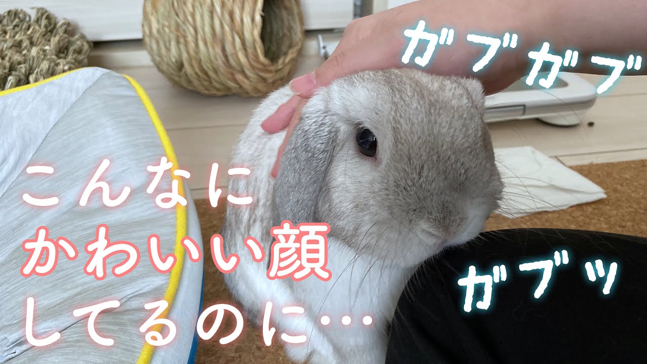 うさぎが凶暴化 こんなにかわいい顔をしているのに ホーランドロップ Youtube