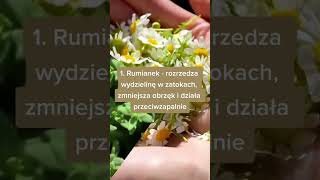 Najlepsze Zioła Na Zatoki 2023 Ła Łalecznicze Łolecznictwo