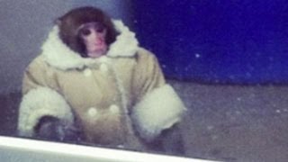 Monkey in a coat spotted at ikea ...