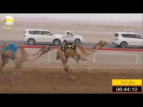 الشوط 6 فيض لـ ناصر محمد المنهالي شارة الإتحاد السبت 2018 11 17 الوقن ايذاع 