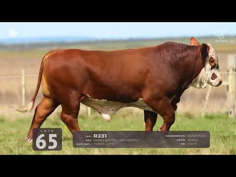 LOTE 65   TAT R231 M Braford