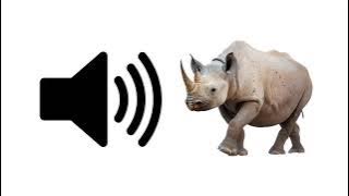 Rhino - Sound Effect | ProSounds