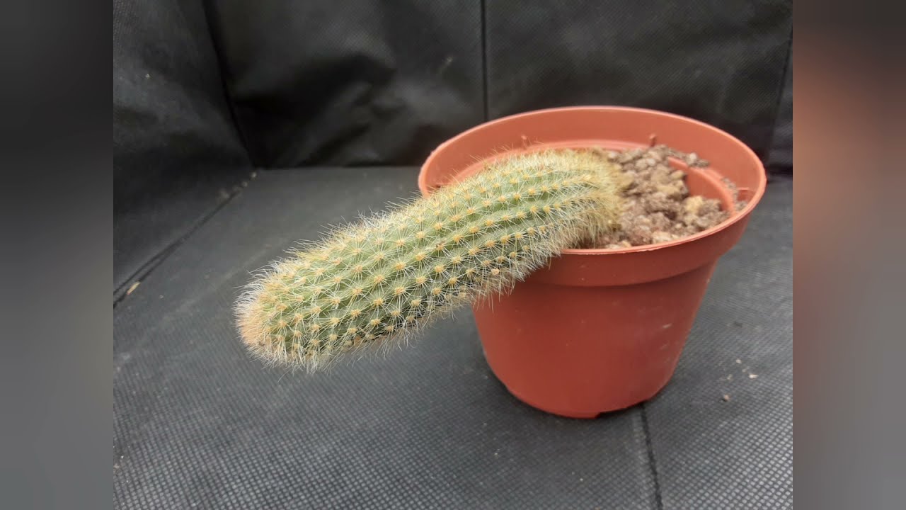 monstera erde kaufen Monstera Erde 20 L main image 0