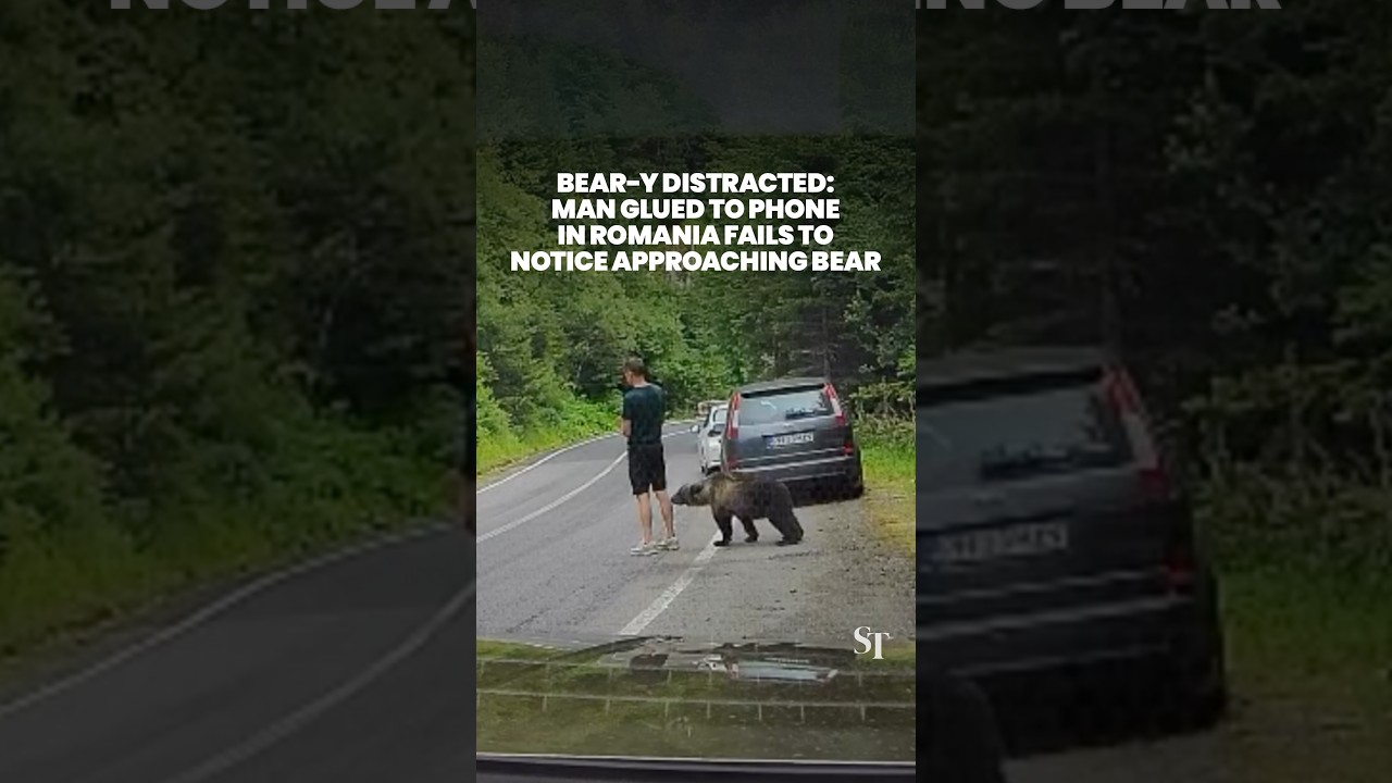 Man glued to his phone fails to notice bear behind him