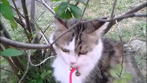 Fat cat climbing tree